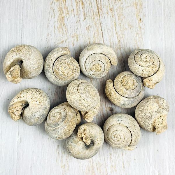 5pcs natural animal snail rough stone minerals specimen biology geography teaching sample collection rock mini pure conch stone h jllent
5pcs natural animal snail rough stone minerals specimen biology geography teaching sample collection rock mini pure conch stone h jllent