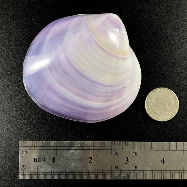 1pc 6 8cm 3d natural purple sea shell beach decor seashell fish tank aquarium diy nautical home decor shells for jewelry making h jllffr
1pc 6 8cm 3d natural purple sea shell beach decor seashell fish tank aquarium diy nautical home decor shells for jewelry making h jllffr