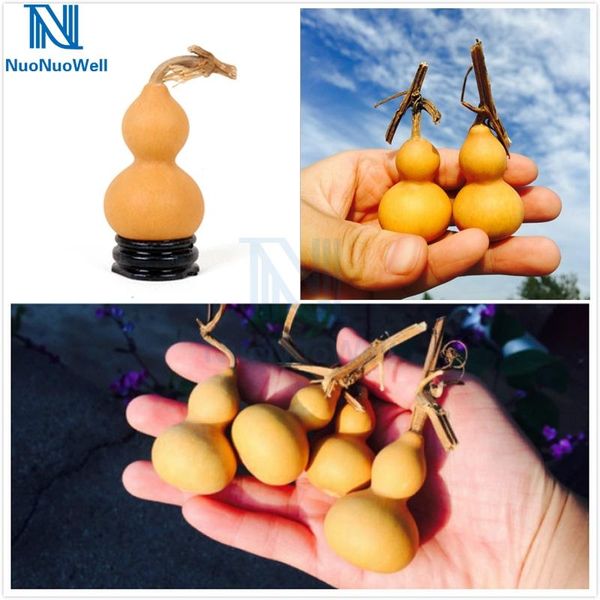 nuonuowell 10 pcs-pack natural dried gourd 4-6cm mini cute craft home decoration beauty paint gift
nuonuowell 10 pcs-pack natural dried gourd 4-6cm mini cute craft home decoration beauty paint gift