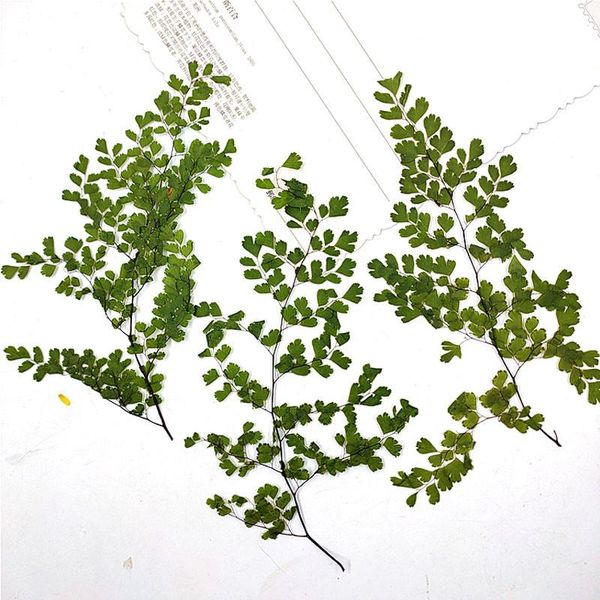 2020 adiantum diy handmande floral press flower wholesale ent 80pcs
2020 adiantum diy handmande floral press flower wholesale ent 80pcs