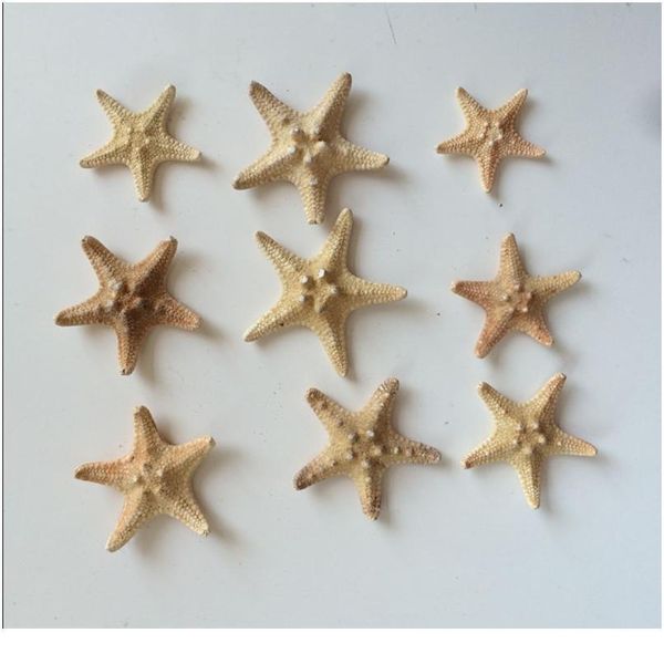 10pcs/set sea star star fish animal shell beach ornament for aquarium weddings party diy home decoration craft 3-4cm qylgcb
10pcs/set sea star star fish animal shell beach ornament for aquarium weddings party diy home decoration craft 3-4cm qylgcb