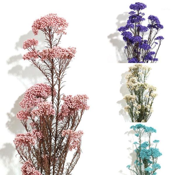 natural dried fresh preserved millet flower,eternal dry flower ramillete flores,forever flower diy material1
natural dried fresh preserved millet flower,eternal dry flower ramillete flores,forever flower diy material1