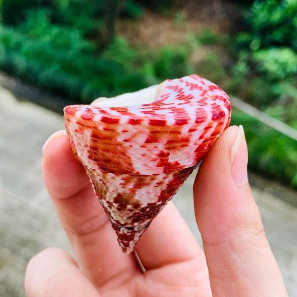 1pc natural strawberry conch seashells craft shells specimen nautical decor wedding beach ornaments aquarium landscape h wmtndv
1pc natural strawberry conch seashells craft shells specimen nautical decor wedding beach ornaments aquarium landscape h wmtndv