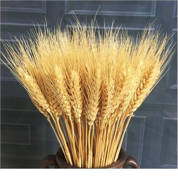 50pcs/lot natural dried flower wheat ears bouquet for wedding party decoration diy craft home decor scrapbook wheat bran jllwqt
50pcs/lot natural dried flower wheat ears bouquet for wedding party decoration diy craft home decor scrapbook wheat bran jllwqt