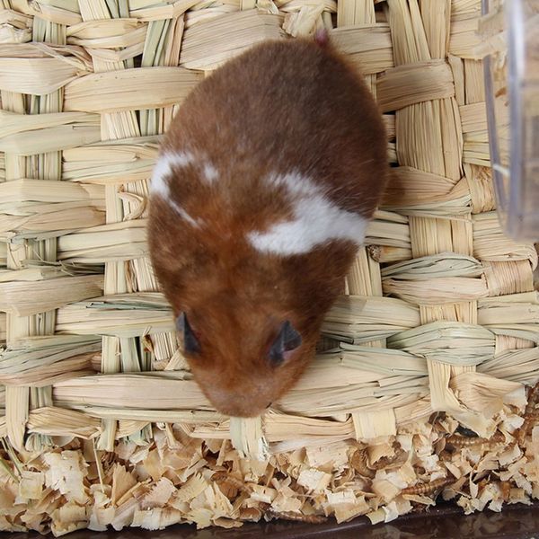 cute pet straw mat rabbit chewing hamster toy grass preparation pad small animal rat guinea pig pet fun toy
cute pet straw mat rabbit chewing hamster toy grass preparation pad small animal rat guinea pig pet fun toy