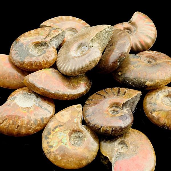1pc natural conch specimen spiral ammolite raw stones spiral snail rough stone decoration crafts collectibles gifts 3 3.5cm h bbyftb
1pc natural conch specimen spiral ammolite raw stones spiral snail rough stone decoration crafts collectibles gifts 3 3.5cm h bbyftb