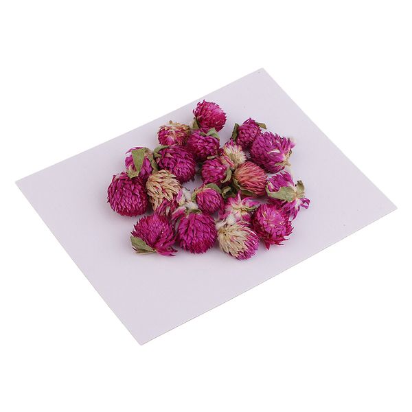 20 pieces dried pressed flowers real dry gomphrena globosa for miniature herbarium craft diy scrapbooking p album decor and card making
20 pieces dried pressed flowers real dry gomphrena globosa for miniature herbarium craft diy scrapbooking p album decor and card making