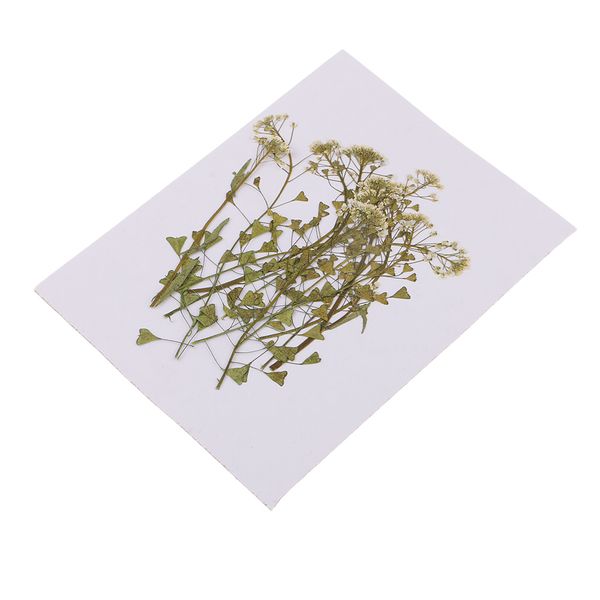 flowers natural 12 material case diy dried p frame phone pressed pieces xirns