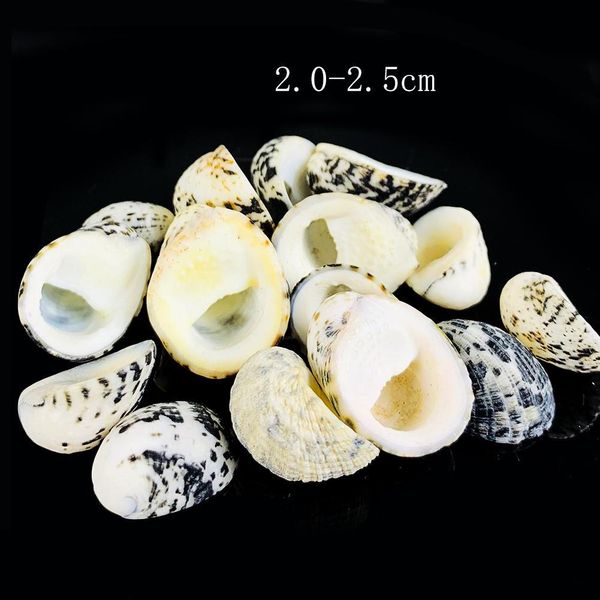 1.5 2.5cm natural conch shell eagle head seashell snail nautical home decor fish tank aquarium micro landscape specimen crafts h bbyhou
1.5 2.5cm natural conch shell eagle head seashell snail nautical home decor fish tank aquarium micro landscape specimen crafts h bbyhou