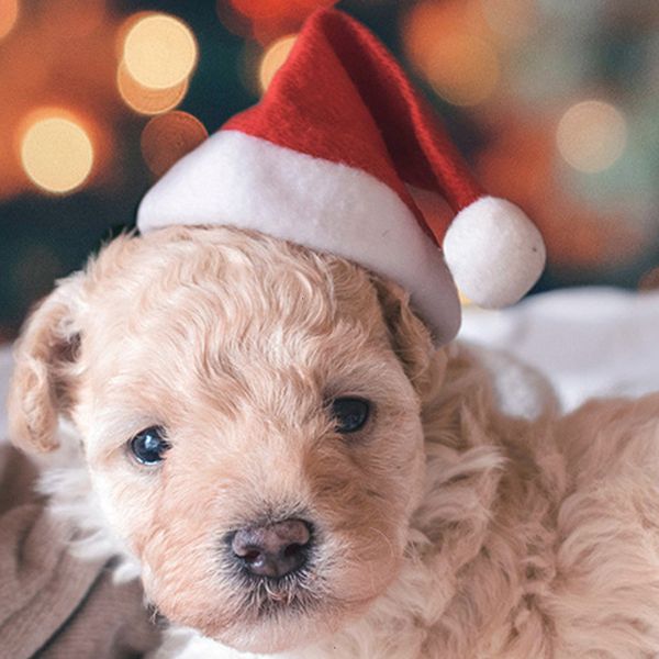 factoryplush xmas dog hats pet santa small pets cat hat merry christmas decorations for home cap happy new year gift kkf
factoryplush xmas dog hats pet santa small pets cat hat merry christmas decorations for home cap happy new year gift kkf