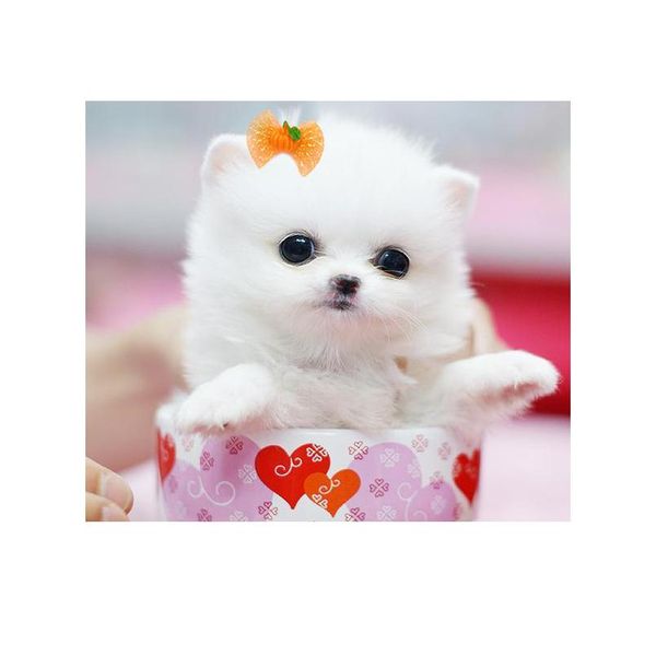 20pc dog accessories pet puppy cat dog hair bows halloween dog bow tie for small dogs yorkshire terrier grooming pets ac sqcagb
20pc dog accessories pet puppy cat dog hair bows halloween dog bow tie for small dogs yorkshire terrier grooming pets ac sqcagb
