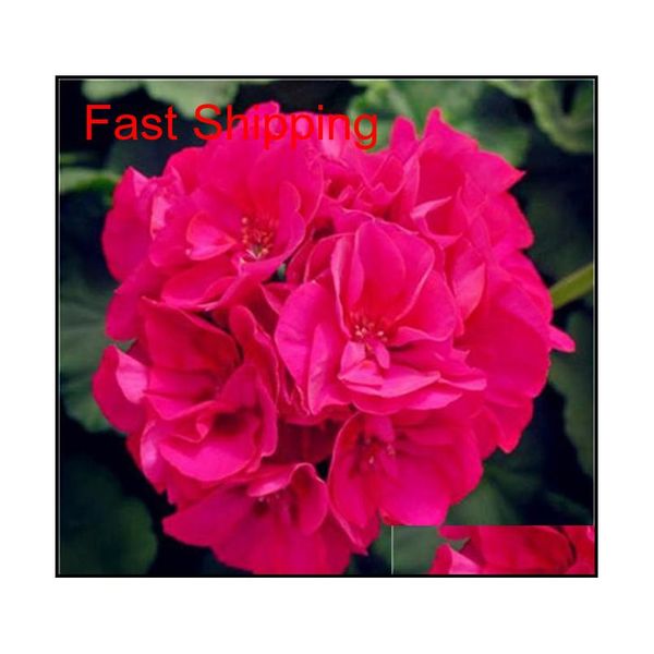 100 pcs/bag multiple colour geranium seeds perennial climbing flower pelargonium indoor beauty flowe qylnlq bdesports
100 pcs/bag multiple colour geranium seeds perennial climbing flower pelargonium indoor beauty flowe qylnlq bdesports