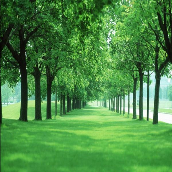 drop shipping p wallpaper grass forest murals custom living room restaurant murals 3d stereo wallpaper decorative painting
drop shipping p wallpaper grass forest murals custom living room restaurant murals 3d stereo wallpaper decorative painting