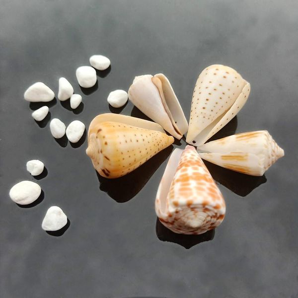 5pcs seashells natural tabby shell conch pendant nautical decor specimen beach ornaments bracelet necklace diy jewelry making h sqcwiz
5pcs seashells natural tabby shell conch pendant nautical decor specimen beach ornaments bracelet necklace diy jewelry making h sqcwiz