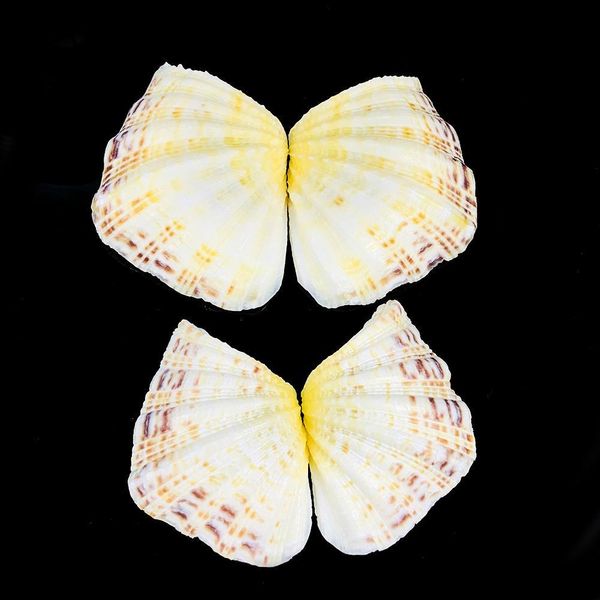 8 12cm natural clam shells lotus seashell aquarium decoration specimen nautical home decor craft jewelry tray fish tank ornament h bbyftb
8 12cm natural clam shells lotus seashell aquarium decoration specimen nautical home decor craft jewelry tray fish tank ornament h bbyftb