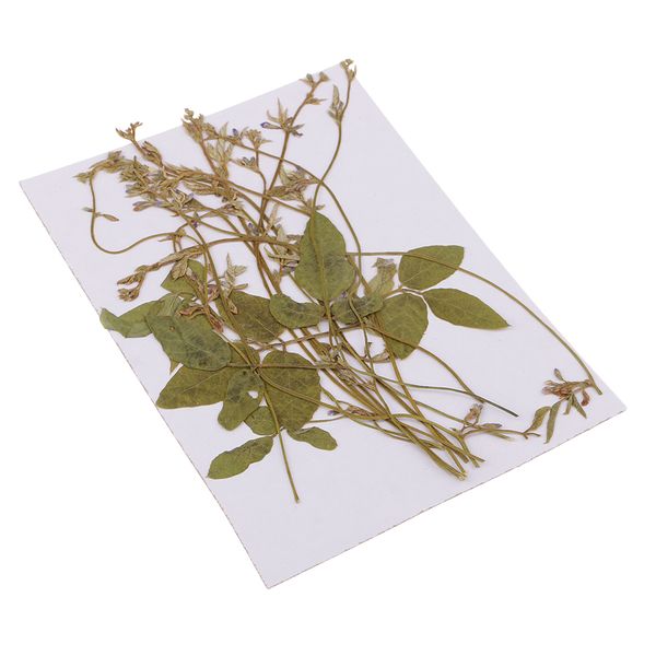 12 pack natural pressed leaves dried flower real pressed pea tendrils diy materials epoxy jewelry resin crafts making scrapbooking card art
12 pack natural pressed leaves dried flower real pressed pea tendrils diy materials epoxy jewelry resin crafts making scrapbooking card art