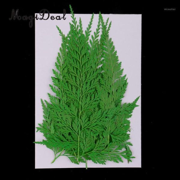 decorative flowers & wreaths 12pcs natural press fern leaves pressed real dried flower dry for diy crafts bookmark scrapbooking card making1
decorative flowers & wreaths 12pcs natural press fern leaves pressed real dried flower dry for diy crafts bookmark scrapbooking card making1