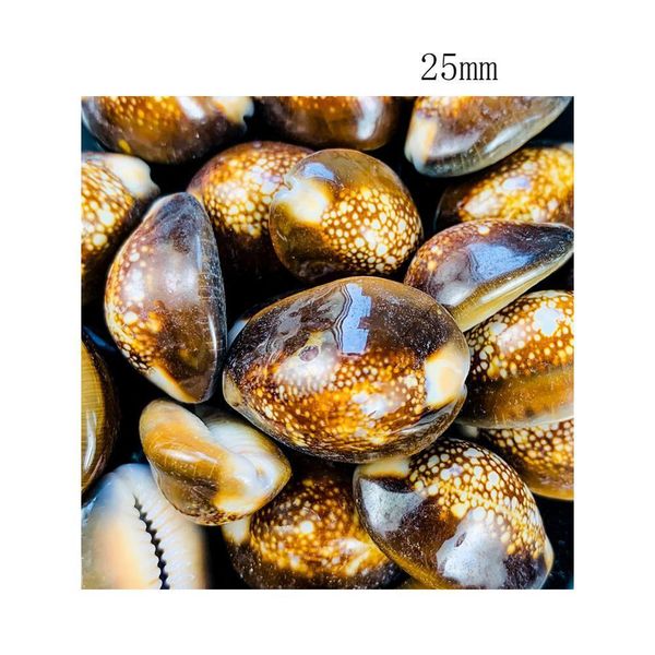 5 10pcs natural shell seashell conchs mollusks marine snails for pgraphy home room office table bedrooms fish tank decor h jllryd
5 10pcs natural shell seashell conchs mollusks marine snails for pgraphy home room office table bedrooms fish tank decor h jllryd