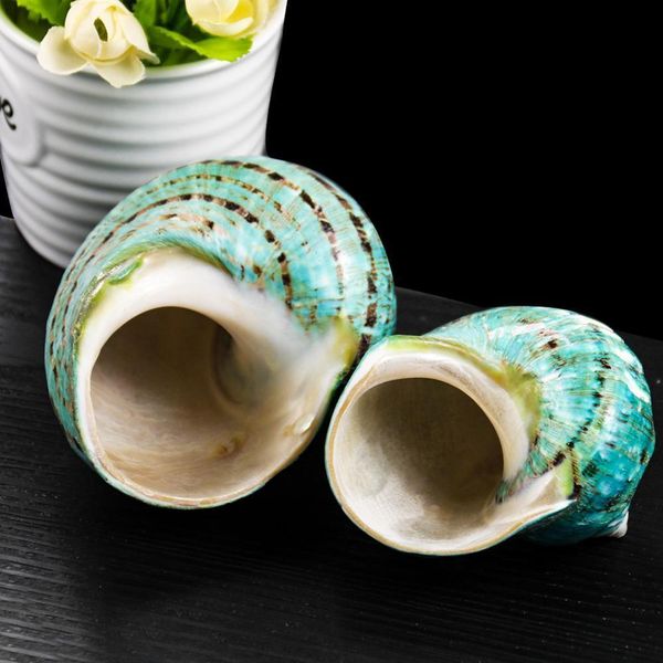polished turban shells turbo seashells original natural large green coral sea snail home fish tank decorations crafts diy h jlljrp
polished turban shells turbo seashells original natural large green coral sea snail home fish tank decorations crafts diy h jlljrp