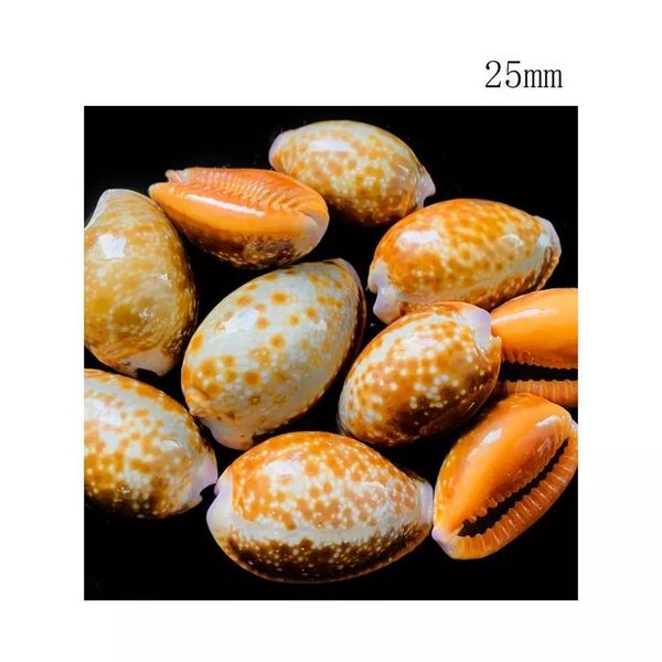 10pcs natural red spot conch seashells fish tank aquarium landscape decoration specimen diy crafts for beach nautical decor h bbynvk
10pcs natural red spot conch seashells fish tank aquarium landscape decoration specimen diy crafts for beach nautical decor h bbynvk