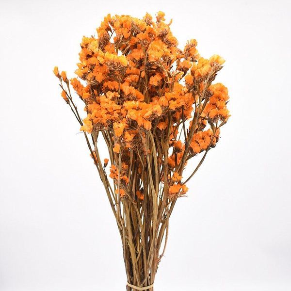 decorative flowers & wreaths 8~10pcs natural dried forget-me-nots,display flower branch for wedding decor birthday gift box and diy home par
decorative flowers & wreaths 8~10pcs natural dried forget-me-nots,display flower branch for wedding decor birthday gift box and diy home par
