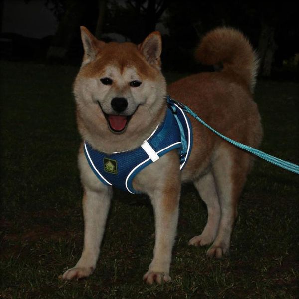собаки шлейки куртка pet собаки поводки vest harness ведет puppy pet регулируемая сетка воротник жгутов для кошек собак поставка wmtghq mywj
собаки шлейки куртка pet собаки поводки vest harness ведет puppy pet регулируемая сетка воротник жгутов для кошек собак поставка wmtghq mywj