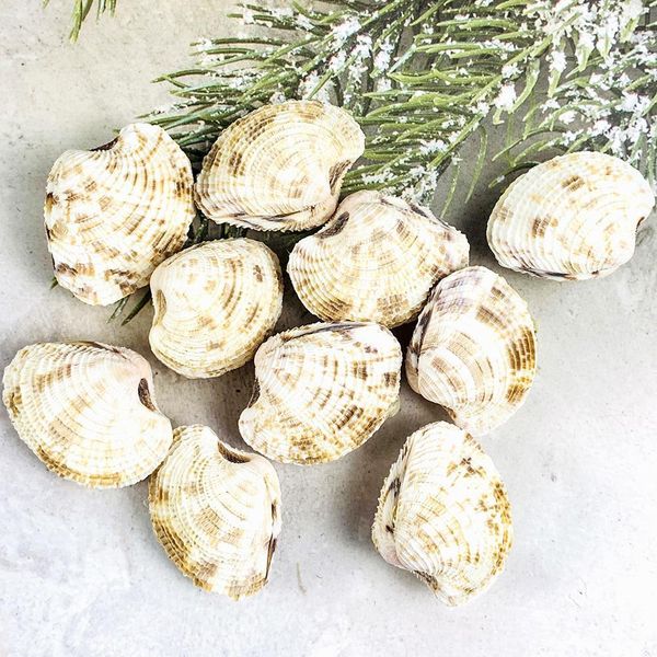 2pcs 3 4cm natural conch shell flower basket curtain clam collection rare specimen teaching scallop paleontology aquarium decor h wmtsvx
2pcs 3 4cm natural conch shell flower basket curtain clam collection rare specimen teaching scallop paleontology aquarium decor h wmtsvx