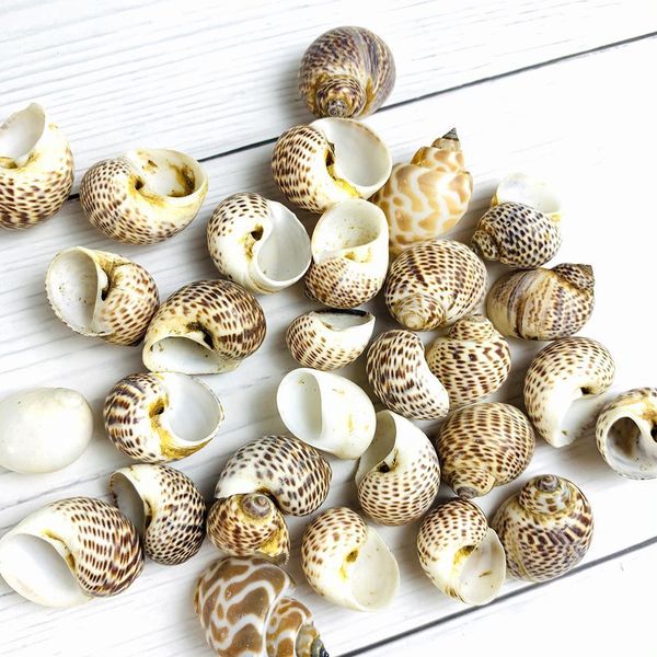 2 4cm 5pcs natural conch seashells bird egg conch shell beach decorations for home crafts specimen diy aquarium landscape docor h wmtmai
2 4cm 5pcs natural conch seashells bird egg conch shell beach decorations for home crafts specimen diy aquarium landscape docor h wmtmai