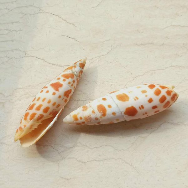 1 шт. natural shell conch carp pen conch образец науциальный домашний декор улитка раковины коллекционирование пляж свадебные украшения h jl
1 шт. natural shell conch carp pen conch образец науциальный домашний декор улитка раковины коллекционирование пляж свадебные украшения h jl