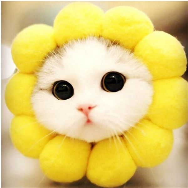 pet lion elk sun flower head cover birthday bichon dog teddy bunny earmuffs cat hat headwear 1 nir97
pet lion elk sun flower head cover birthday bichon dog teddy bunny earmuffs cat hat headwear 1 nir97