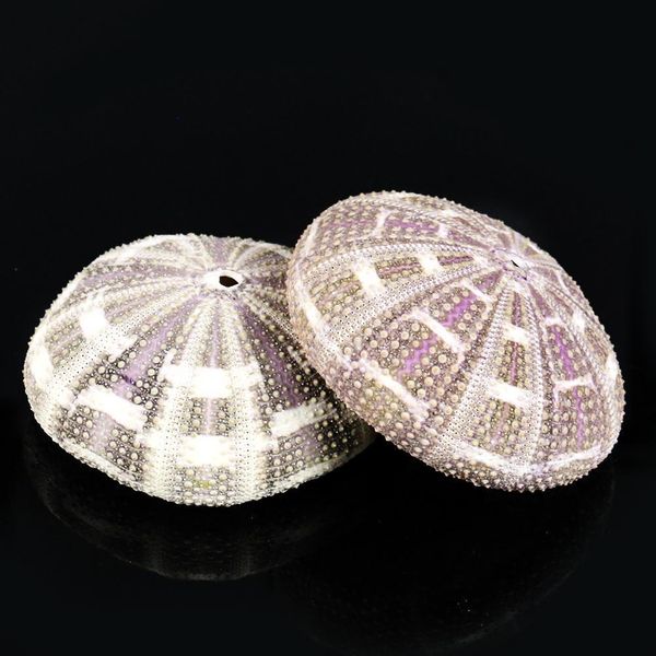 6 10cm natural eight trigrams sea urchin shell conch nautical home decor diy ocean beach wedding decor specimen crafts h bbynwv
6 10cm natural eight trigrams sea urchin shell conch nautical home decor diy ocean beach wedding decor specimen crafts h bbynwv