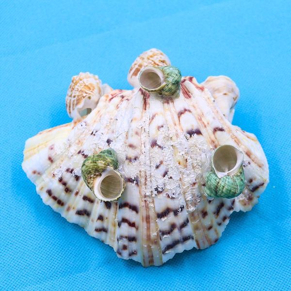 natural scallop seashell clam crafts soap holder beach wedding decorations aquarium landscape decor shells for jewelry making h bbyjxs
natural scallop seashell clam crafts soap holder beach wedding decorations aquarium landscape decor shells for jewelry making h bbyjxs