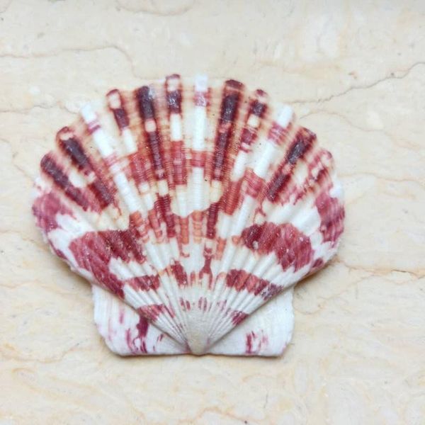 10pcs lot sea shells natural scallop seashell beach wedding decorations home decor ocean ornaments diy shell for jewelry making h jllxwm
10pcs lot sea shells natural scallop seashell beach wedding decorations home decor ocean ornaments diy shell for jewelry making h jllxwm