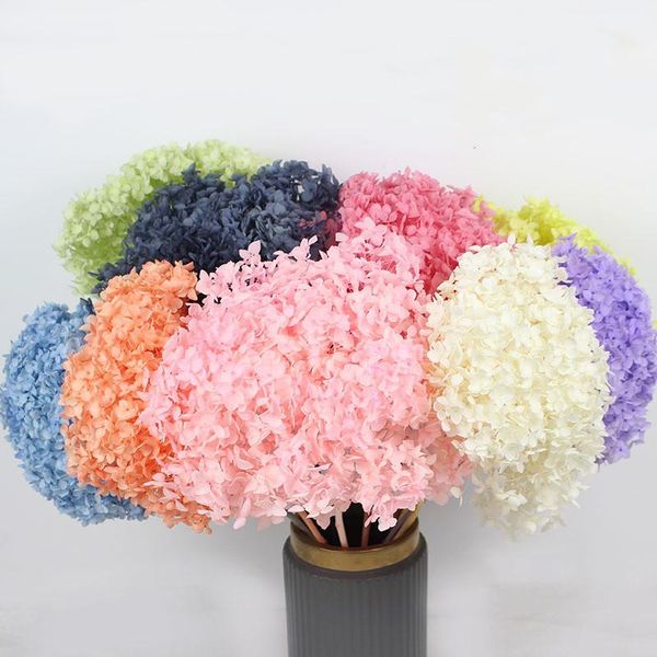 hydrangea dried natural fresh preserved hydrangea flowers branches wedding bouquet gift eternelle decor valentines day
hydrangea dried natural fresh preserved hydrangea flowers branches wedding bouquet gift eternelle decor valentines day