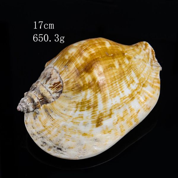 14 16cm natural large ear conch snail seashells craft collectibles wedding nautical home decor fish ornament aquarium decoration h bbybdy
14 16cm natural large ear conch snail seashells craft collectibles wedding nautical home decor fish ornament aquarium decoration h bbybdy