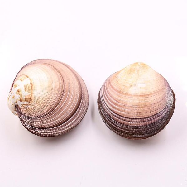 natural seashells decor large sea shells clam shell nautical home decor giant bird cowrie shells party beach wedding decorations h bbyxrj
natural seashells decor large sea shells clam shell nautical home decor giant bird cowrie shells party beach wedding decorations h bbyxrj
