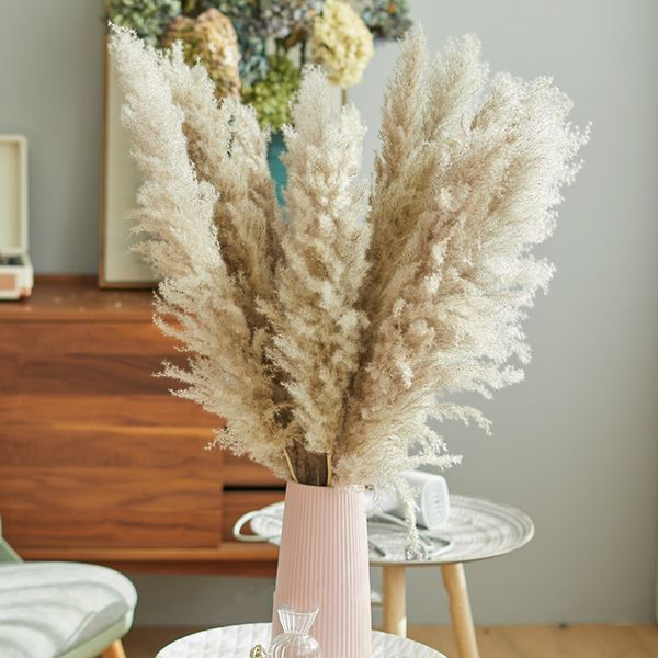 pampas grass thinker 3 stems huge pampas grass 55 cm tall dried home decor dried reed dried flowers fluffy reed fall decor
pampas grass thinker 3 stems huge pampas grass 55 cm tall dried home decor dried reed dried flowers fluffy reed fall decor