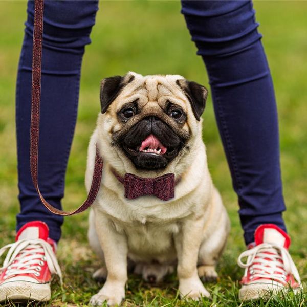 plaid bowknot dog collar pet puppy cat leather dog collar leash set adjustable for small medium dogs cats chihuahua pu wmthsz
plaid bowknot dog collar pet puppy cat leather dog collar leash set adjustable for small medium dogs cats chihuahua pu wmthsz