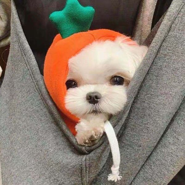 dog apparel fruits turned into dogs cats small medium and large autumn winter sweaters fleece clothing supplies pet teddy fight
dog apparel fruits turned into dogs cats small medium and large autumn winter sweaters fleece clothing supplies pet teddy fight