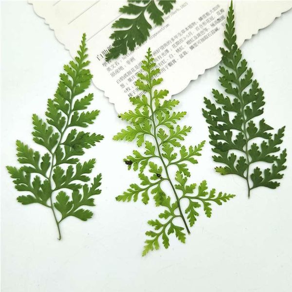 2020 pteris original green color dried flower art gem material for diy handicraft 120 pcs1
2020 pteris original green color dried flower art gem material for diy handicraft 120 pcs1
