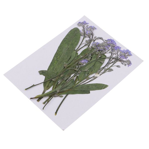 craft pieces diy specimen dried natural forget-me-not embellishment 12 handmade phone pressed for flowers case lmnoj
craft pieces diy specimen dried natural forget-me-not embellishment 12 handmade phone pressed for flowers case lmnoj