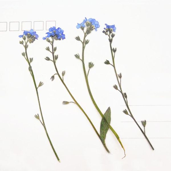 do not forget me flower for wedding decoration dried flower press flowers 1 lot/10bags(100pcs flowers) wholesale
do not forget me flower for wedding decoration dried flower press flowers 1 lot/10bags(100pcs flowers) wholesale