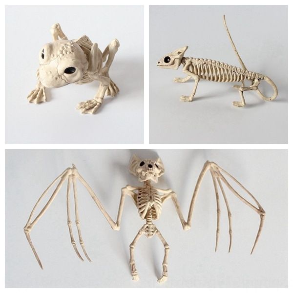 qdlt8 skeleton bat frog lizard props model and props halloween horror animal xk8hv haunted house skeleton decorations decoration
qdlt8 skeleton bat frog lizard props model and props halloween horror animal xk8hv haunted house skeleton decorations decoration