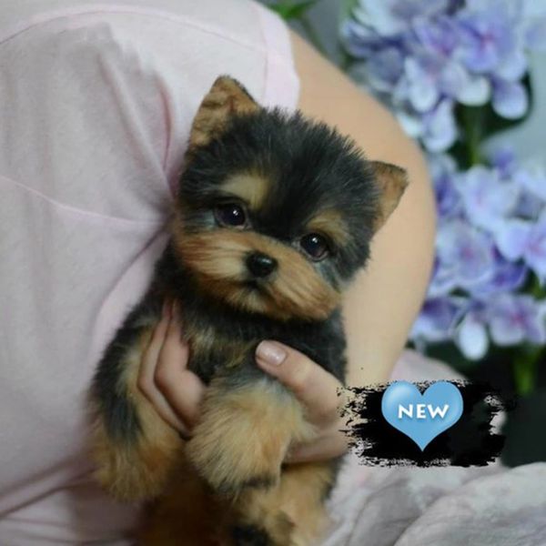realistic yorkie simulation puppy lifelike stuffed companion toy pet dog handcrafted j8
realistic yorkie simulation puppy lifelike stuffed companion toy pet dog handcrafted j8