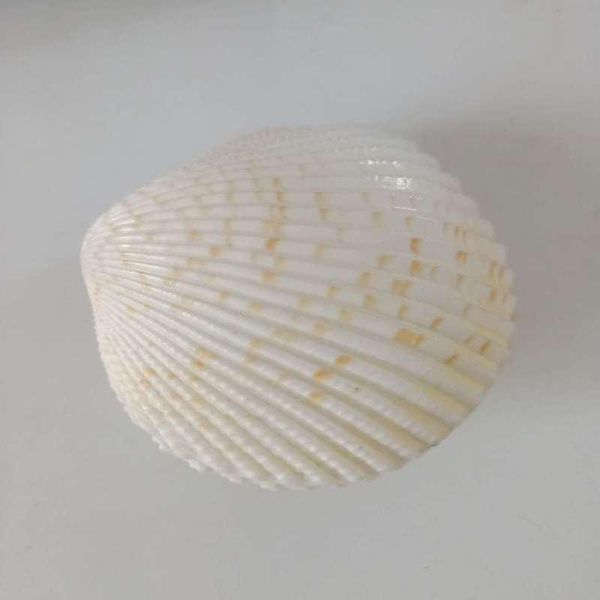 nautical home decor shells mediterranean seashells double sided specimen ocean scallop shell jewelry storage wedding decor gift h bbyuwp
nautical home decor shells mediterranean seashells double sided specimen ocean scallop shell jewelry storage wedding decor gift h bbyuwp