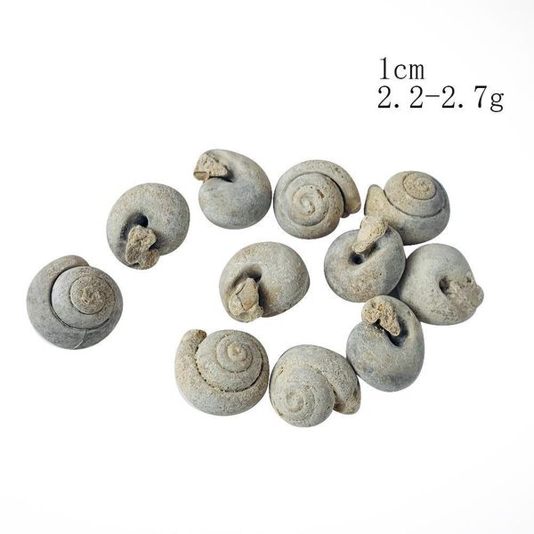 5pcs natural animal snail rough stone minerals specimen biology geography teaching sample collection rock mini pure conch stone h jllgjn
5pcs natural animal snail rough stone minerals specimen biology geography teaching sample collection rock mini pure conch stone h jllgjn