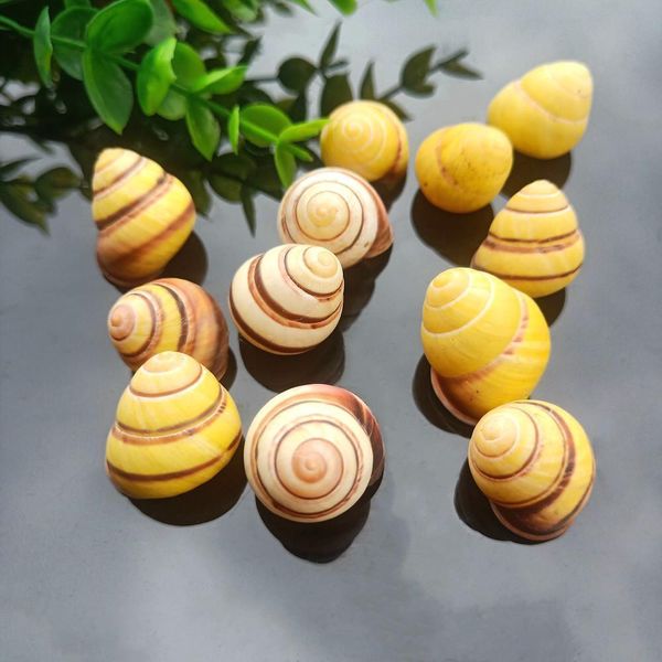 5pcs gold conch lucky seashells natural snail seashell specimen aquarium decoration space nautical home decor accessories h wmtnom
5pcs gold conch lucky seashells natural snail seashell specimen aquarium decoration space nautical home decor accessories h wmtnom