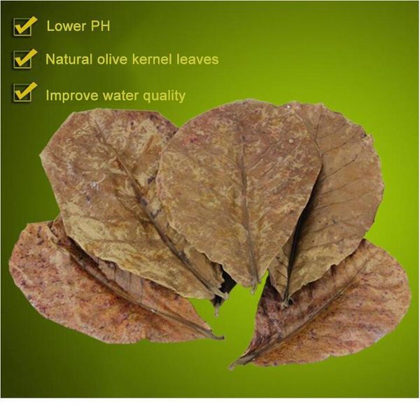 200pcs/30pcs natural terminalia catappa foetida leaves island almond leaf fish cleaning treatment aquarium tank drop bbybpz
200pcs/30pcs natural terminalia catappa foetida leaves island almond leaf fish cleaning treatment aquarium tank drop bbybpz
