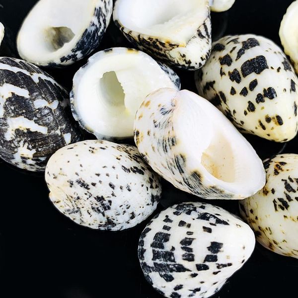 1.5 2.5cm natural conch shell eagle head seashell snail nautical home decor fish tank aquarium micro landscape specimen crafts h jllgcn
1.5 2.5cm natural conch shell eagle head seashell snail nautical home decor fish tank aquarium micro landscape specimen crafts h jllgcn