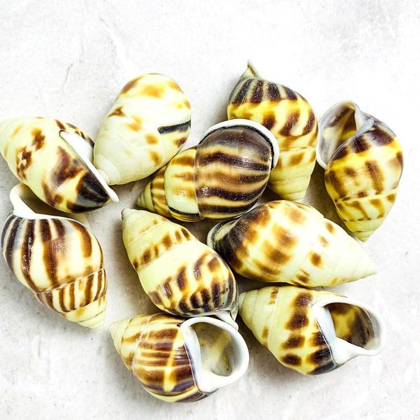 2pcs 4 5cm flame spiral conch snail seashells specimen collection crafts nautical home decor diy aquarium landscape decoration h bbyqrn
2pcs 4 5cm flame spiral conch snail seashells specimen collection crafts nautical home decor diy aquarium landscape decoration h bbyqrn